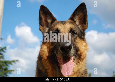 Deutscher Schäferhund Stockfoto