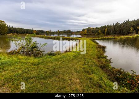 Teichkette in der Oberpfalz für die Fischzucht. Ein Karpfenteich ist ein etwa 1 Meter tiefer stehender Wasserkörper. Mitterteich (VGem), Deutschland Stockfoto