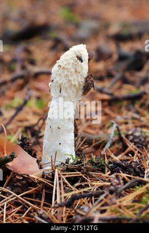 Unangenehm riechender Pilz Phallus Impudicus Stockfoto