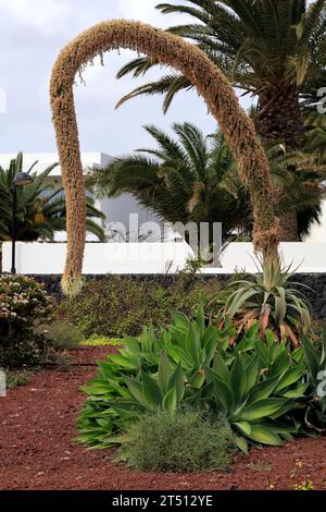 Seltsame blühende Pflanze, Fuchsschwanz-Agave oder spindellose Jahrhundertpflanze (Agave attenuata), blühend, Playa Blanca, Lanzarote. Vom März 2023 Stockfoto