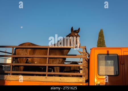 Pferd auf einem LKW auf dem sonntäglichen Viehmarkt in Karakol, Kirgisistan Stockfoto