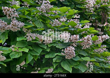 Ein Blick auf die Krone der Zweige des indischen Bohnenbaums oder Catalpa bignonioides in der Blüte, Sofia, Bulgarien Stockfoto