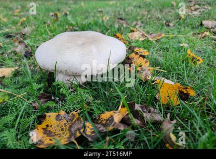 Großer weißer Pilz (Calvatia gigantea) in einem Grasfeld. Stockfoto