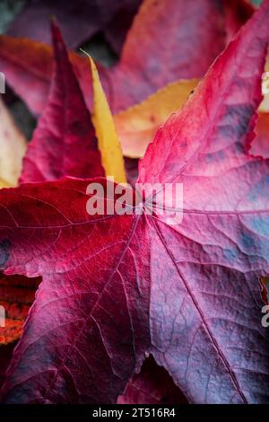 Ein Haufen bunter Herbstblätter Stockfoto