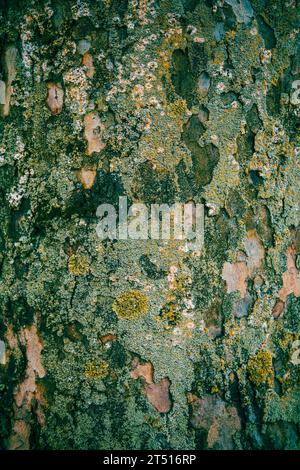 Detail des Rumpfes und der Rinde eines alten Baumes Stockfoto