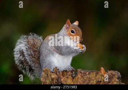 Graues Eichhörnchen auf Baumstumpf, das Eicheln isst. Stockfoto