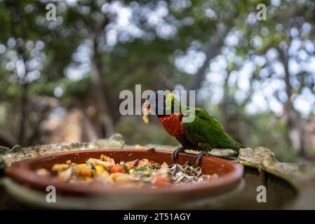 Bunte Papageienloriini oder Lororikeet Vogel Müsli und Obstscheiben im grünen Zoo Stockfoto