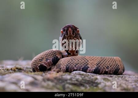 Cottonmouth Stockfoto