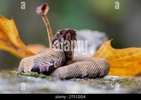 Cottonmouth Stockfoto