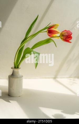 Orangefarbene Tulpen in einer weißen Vase auf einer sonnigen Fensterbank Stockfoto