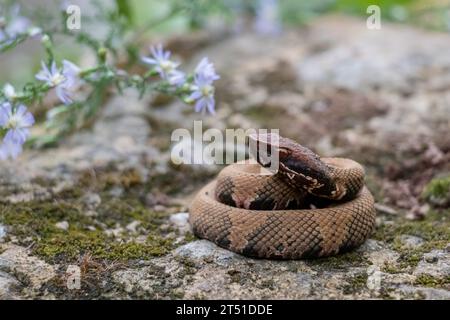 Cottonmouth Stockfoto
