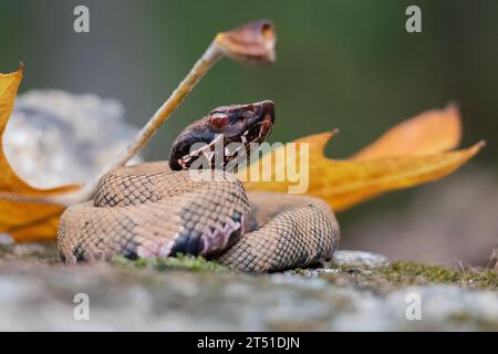 Cottonmouth Stockfoto