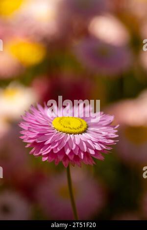 Nahaufnahme von rosa Papier Gänseblümchen Stockfoto