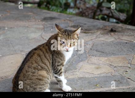 Ein Katzenporträt mit Augen Stockfoto