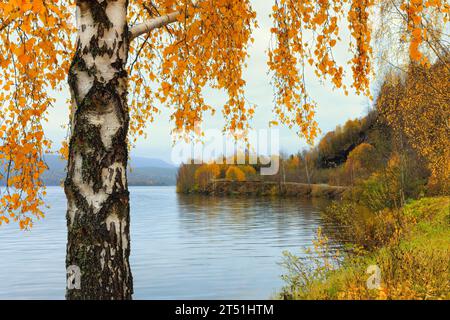 Herbsthintergrund mit wunderschöner Birke an der Seeküste in Norwegen. Herbstlicher gelber Wald im Hintergrund Stockfoto