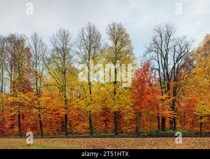 Ale mit wunderschönen bunten Herbstbäumen. Herbstgelbe Blätter im Vordergrund Stockfoto