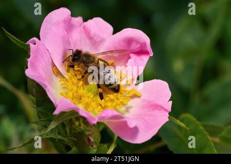 Biene sammelt Pollen auf der rosafarbenen Blume einer Hunderose mit vielen gelben Staubblättern Stockfoto