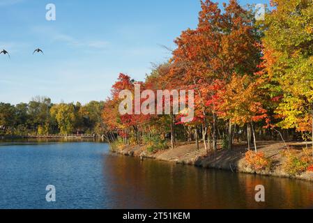 Zwei Gänse fliegen über den Coe Lake in Berea, Ohio, in leuchtenden Herbstfarben Stockfoto