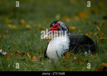 Porträt einer schwarz-weißen Moschusente im Gras mit Herbstlaub. Stockfoto