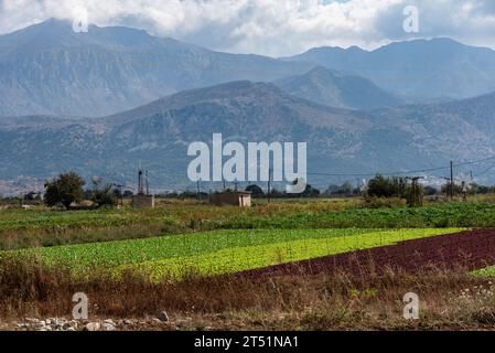 Lasithi Plateau, Kreta, Griechenland. 30.09.2023. Windmühlen, ferne Berge und Salatkulturen auf dem Lasithi-Plateau im Osten Kretas, Greec Stockfoto