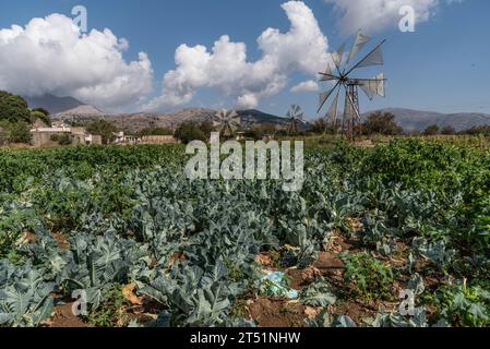 Lasithi Plateau, Kreta, Griechenland. 30.09.2023 Windmühlen, ferne Berge und Salatkulturen auf dem Lasithi-Plateau im Osten Kretas, Griechenland Stockfoto