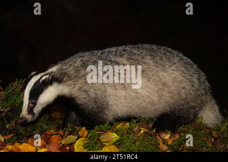 Badger, wissenschaftlicher Name: Meles Meles. Nahaufnahme eines erwachsenen Dachses, der in bunten Herbstblättern mit grünem Moos und Pilzen auf der Suche ist. Kopf nach unten gerichtet Stockfoto