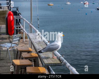 Eine Möwe, die auf einem Geländer vor einem Café in Falmouth sitzt Stockfoto