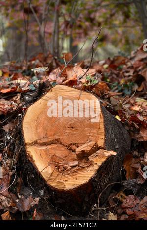 Der Stumpf eines Baumes, der kürzlich in Abingdon, Virginia, gefällt wurde Stockfoto