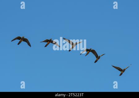 Papageiengräber im Flug, Provinz La Pampa, Patagonien, Argentinien Stockfoto