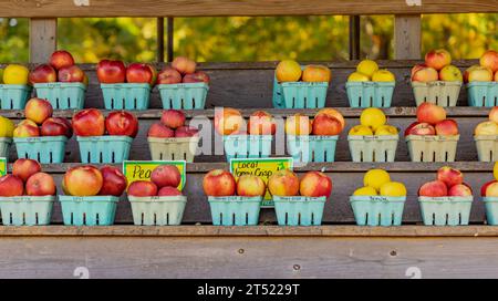 Detailbild von Behältern mit Äpfeln auf Regalen zum Verkauf auf einem Bauernhof in Aquebogue Stockfoto