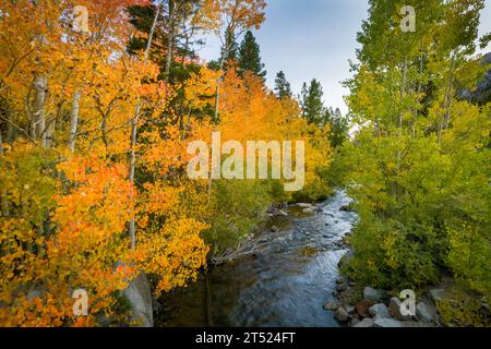 Herbstfarben entlang des Middle Fork Bishop Creek in den östlichen Sierra Nevada Mountains bei Bishop California Stockfoto