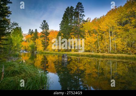 Herbstfarben entlang des Middle Fork Bishop Creek in den östlichen Sierra Nevada Mountains bei Bishop California Stockfoto