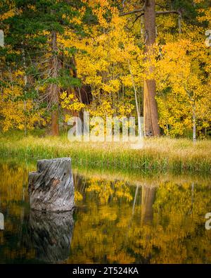 Herbstfarben entlang des Middle Fork Bishop Creek in den östlichen Sierra Nevada Mountains bei Bishop California Stockfoto