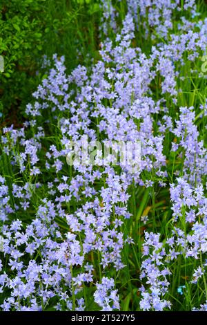 Viele zarte blaue Blüten auf einem Feld im Frühling mit Kopierraum Hintergrund. Nahaufnahme der Natur und Pflanzenansicht von Blauglocken oder Indigo Stockfoto