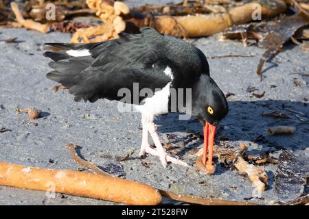 Ein Magellan-Austernfänger, Haematopus leucopodus, ernährt sich an einem Strand auf den Falklandinseln. Stockfoto