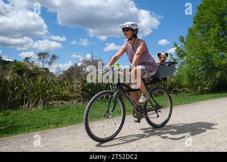 Radfahrer auf einem Weg durch einen Park mit einem kleinen Hundeschlitten in einem Korb Stockfoto