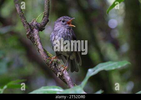 NZ North Island Robin - Petroica longipes Maori Name Toutouwai - thront auf einem Zweig im Wald Stockfoto