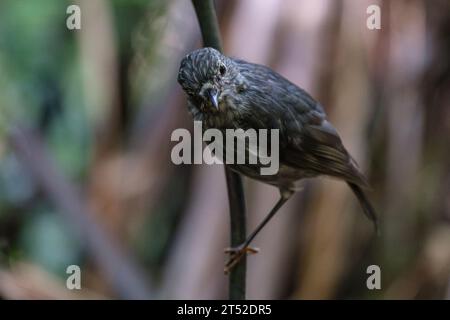 NZ North Island Robin - Petroica longipes Maori Name Toutouwai - thront auf einem Zweig im Wald Stockfoto