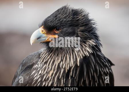 Eine gestreifte Caracara, Phalcoboenus australis, auf den Falklandinseln. Bekannt auf den Inseln als Johnny Rook. Stockfoto