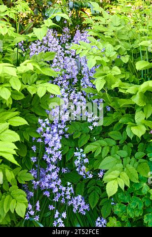 Im Frühling wachsen Blauglocken in einem Garten im Freien. Nahaufnahme von grünen Pflanzen und Gras in einem natürlichen Hintergrund draußen auf einer schönen Gartenarbeit Stockfoto