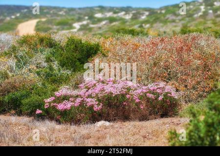 Rosa Aster Fynbos blüht am Tafelberg in Kapstadt, Südafrika. Üppige grüne Büsche und Sträucher mit Flora und Pflanzen in einer ruhigen Stockfoto