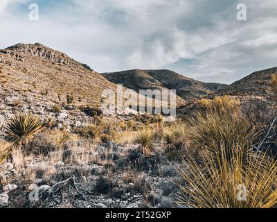 Yucca und Sotol wachsen am Telephone Canyon Trail in Big Bend Stockfoto