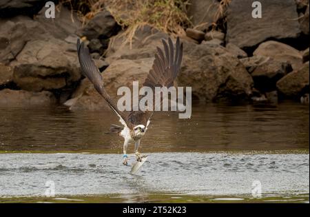 Osprey (Pandion haliaetus cristatus) ist ein täglicher, fischfressender Greifvogel. Sie leben in Küstenregionen Australiens, dieser männliche Vogel ist W Stockfoto