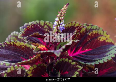 Bunte Coleus Plectranthus scutellarioides Pflanze blüht Stockfoto