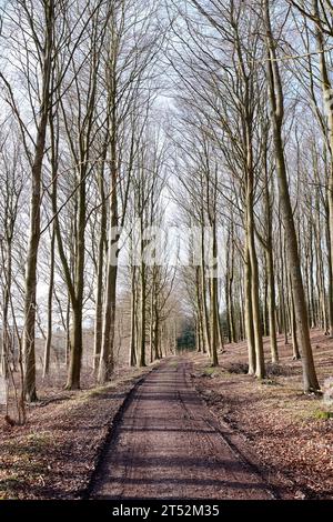 Ein Weg zwischen blattlosen Bäumen in einem Herbstwald. Landschaft einer offenen Feldstraße oder eines Wanderweges mit hohen Ästen am Ende der Herbstsaison Stockfoto