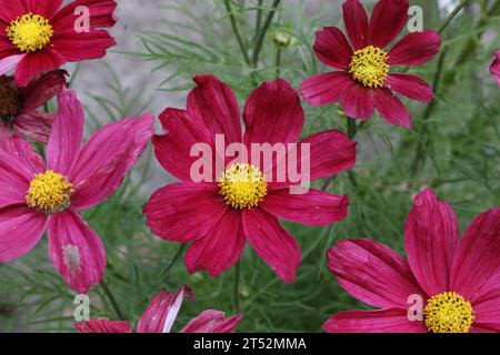 Violette Blütenblätter Gartenblumen in Blüte Cosmos Bipinnatus Zierpflanze Stockfoto