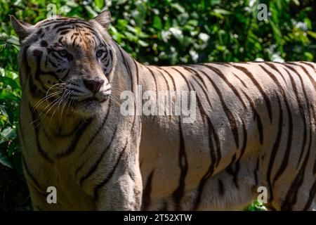 Ein weißer bengalischer Tiger im Sonnenschein im Zoo von Singapur Stockfoto