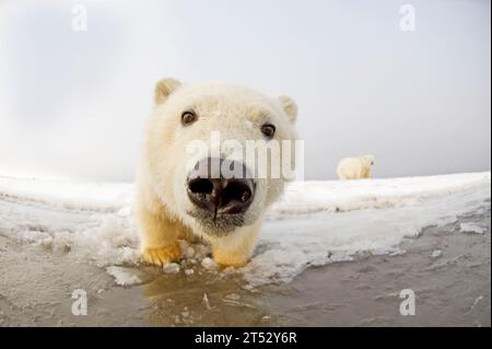 Eisbär Ursus maritimus Fischblick eines neugierigen Frühlingsjungen entlang der Bernard Nehrung während der Herbstfrierung 1002 Area ANWR kaktovik Barter Island Ak Stockfoto