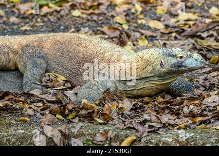 Ein Comodo Dragon Singapore Zoo Stockfoto