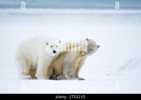 Eisbären Ursus maritimus zwei Jahre alte Jungen ringen und spielen miteinander auf dem neu gebildeten ICE 1002 Gebiet ANWR Kaktovik Alaska Stockfoto